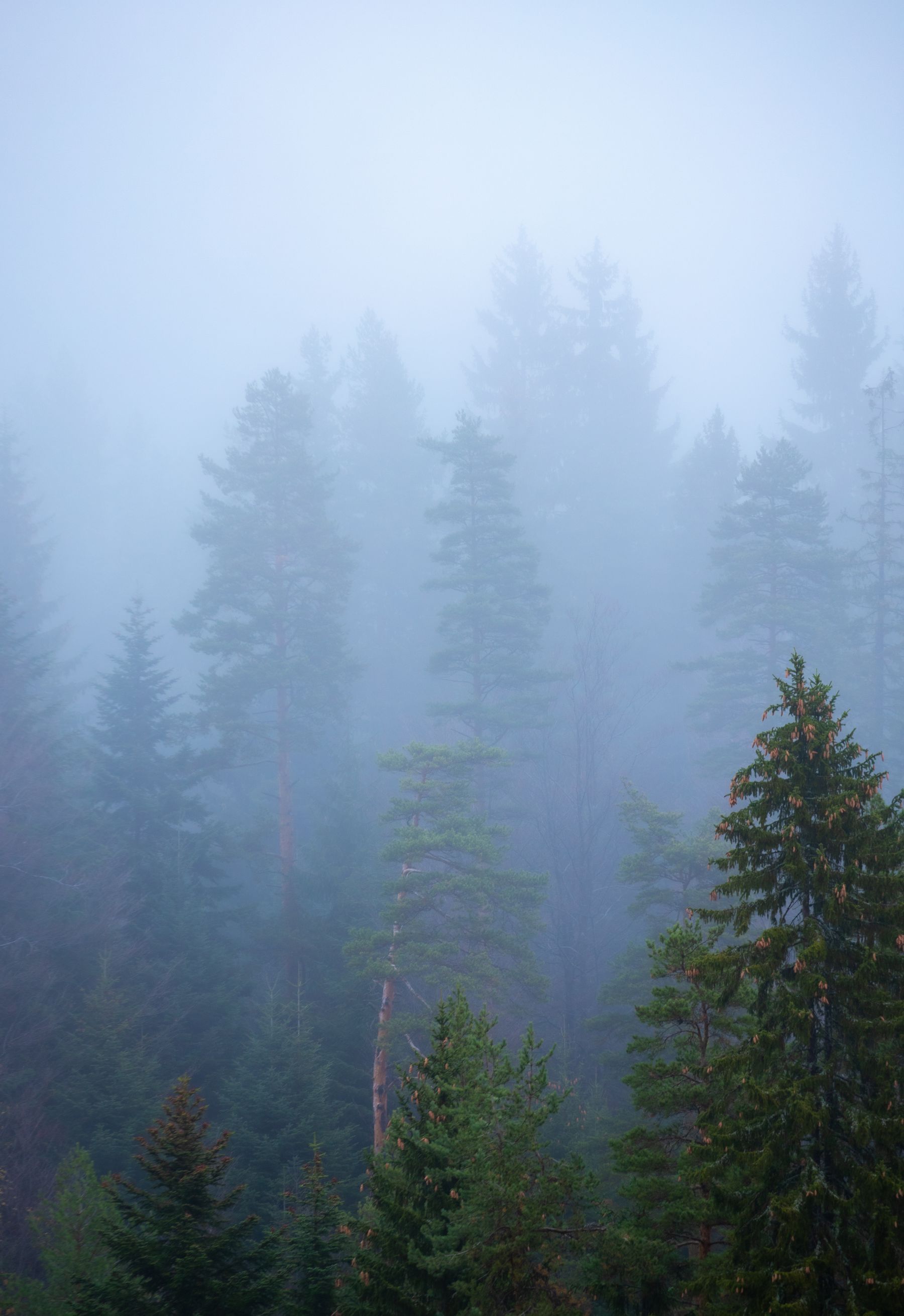 Evergreen trees in the fog