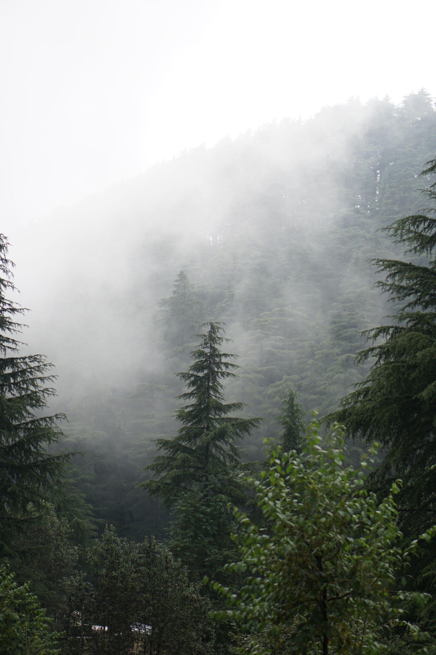 Mist drifting through tall evergreen trees