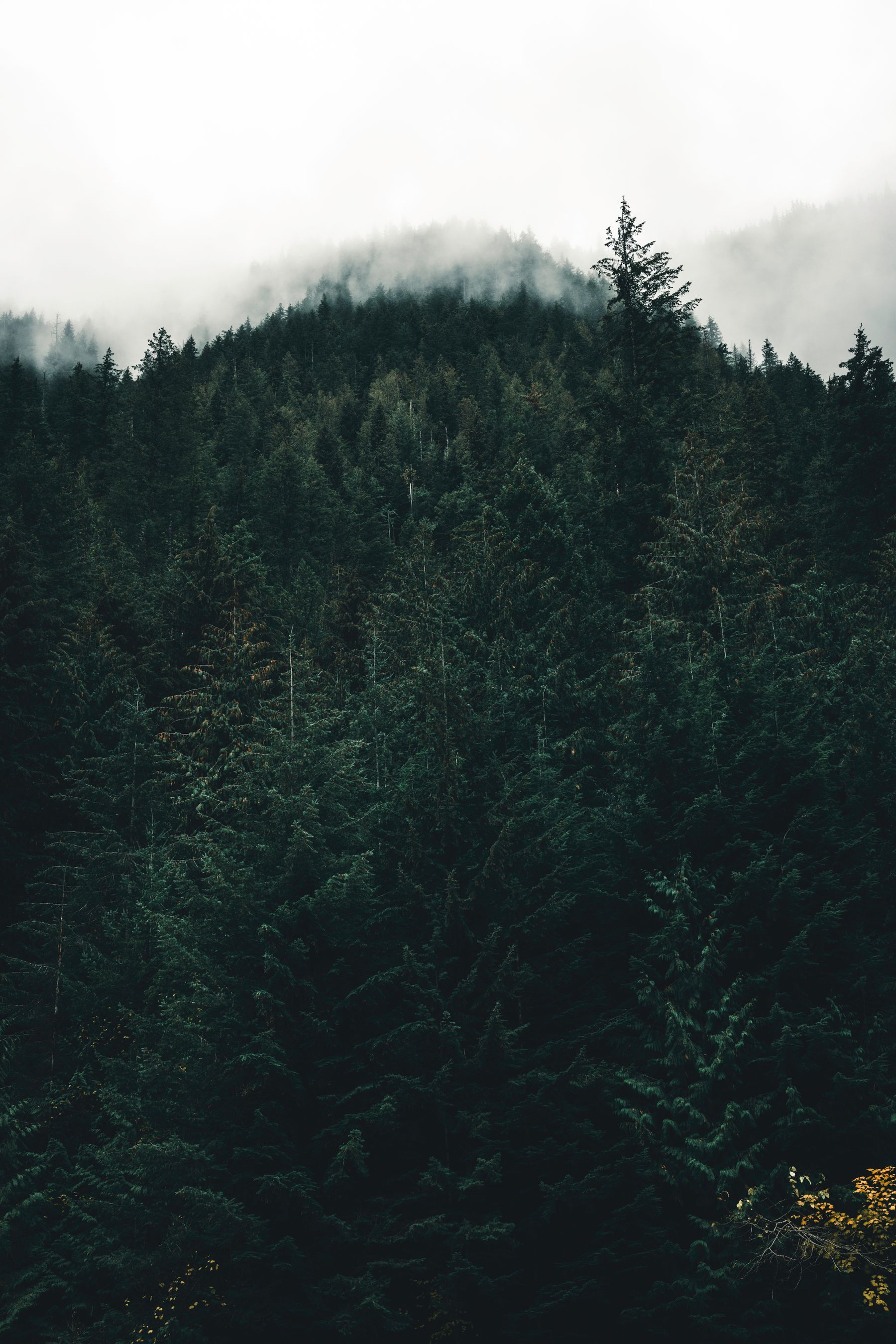 Dark pines on a foggy hillside