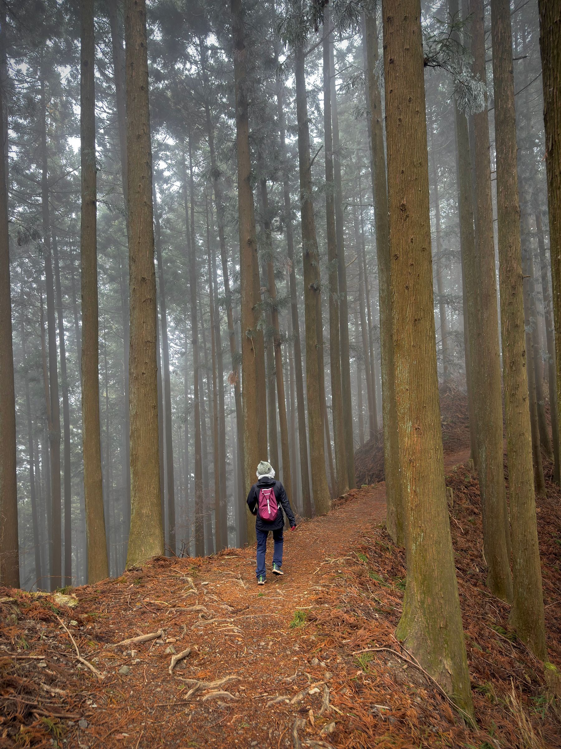 A person walking a forest path